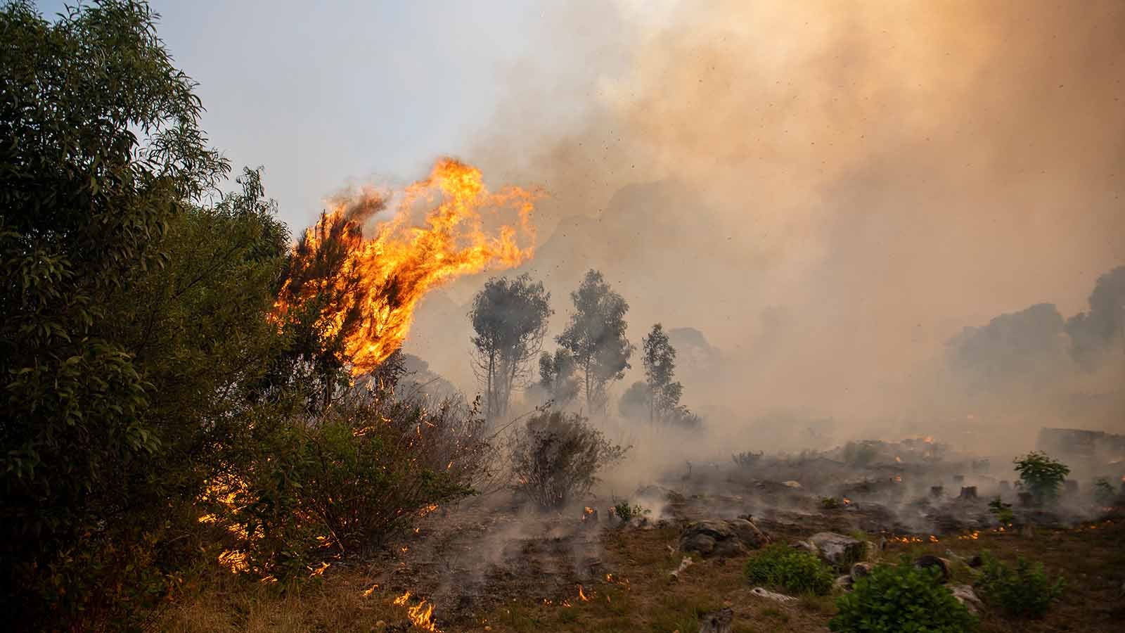 Feuerhölle in Kapstadt: Tafelberg brennt - Videos von The ...