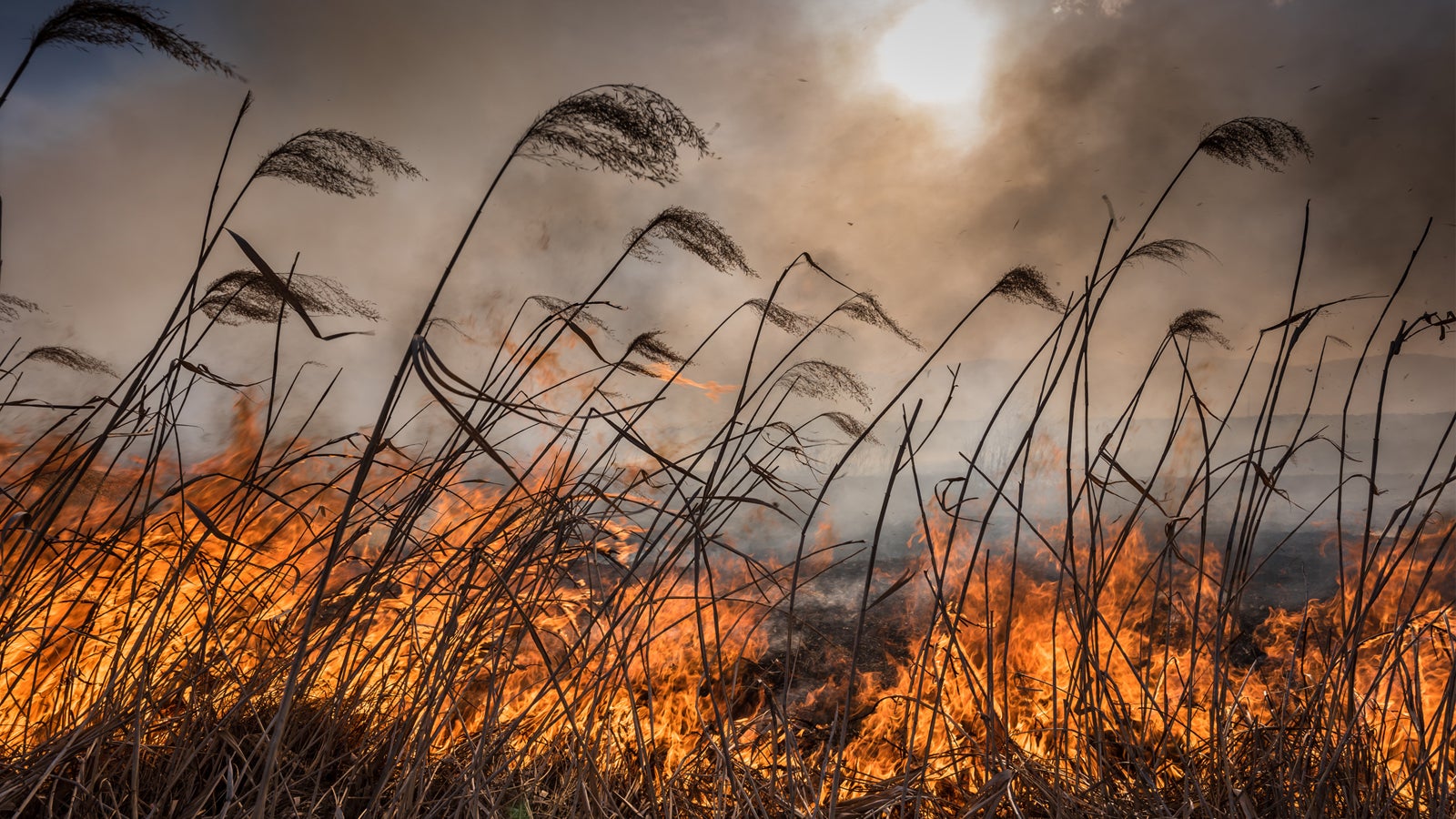 Brennender Vogel setzt Feld in Flammen The Weather Channel