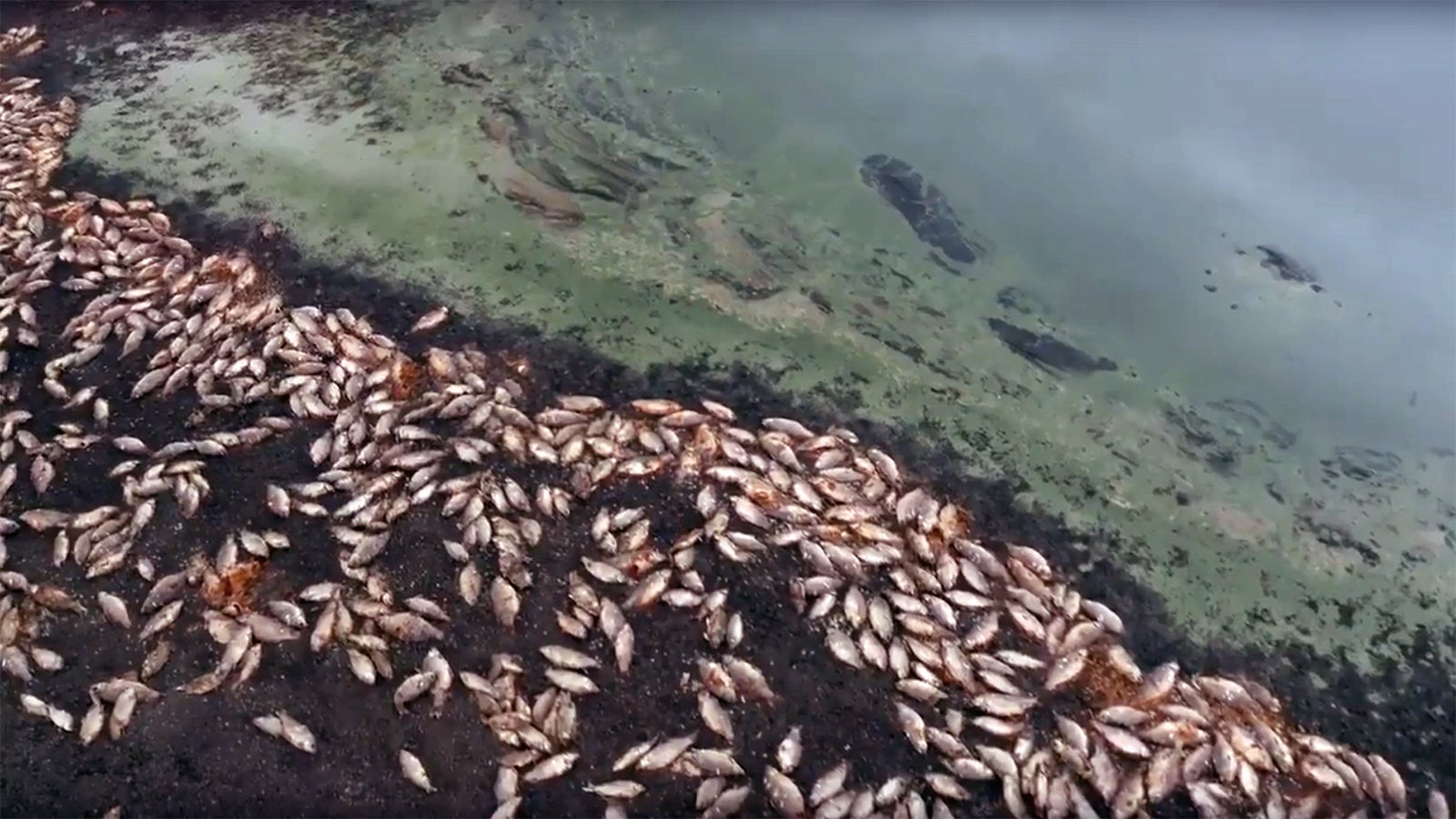Massensterben in Australien: Tausende tote Fische am Seeufer entdeckt