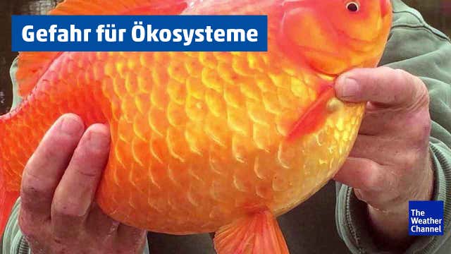 Warum man Goldfische nicht aussetzen darf – Videos von The Weather Channel | weather.com
