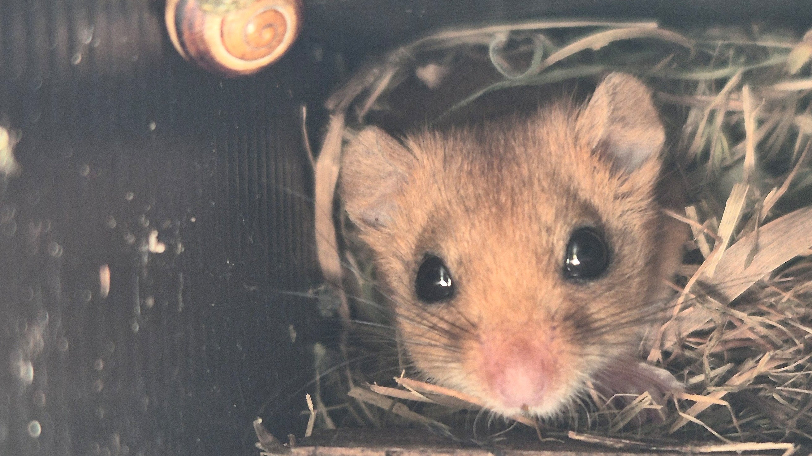 Erste HaselmausNachweise auf Grünbrücke über Autobahn