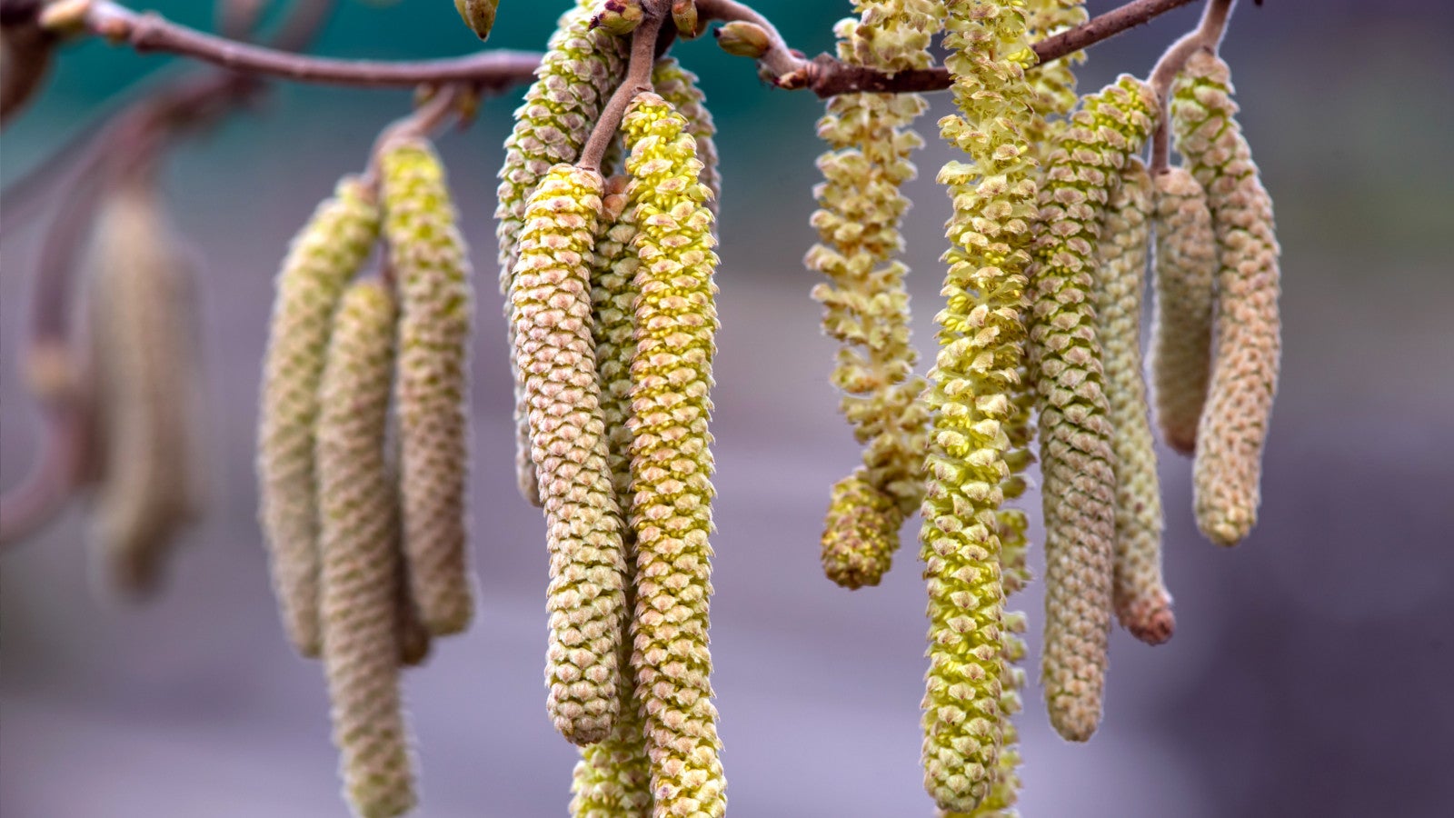 Haselnuss Rinde Schlechte Nachrichten für Allergiker: Die Haselnuss ist schon da ...