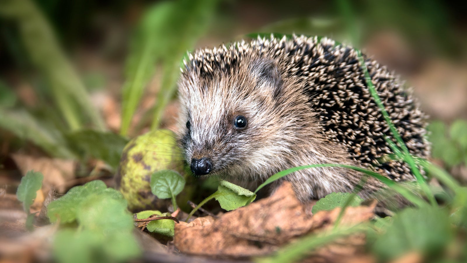 49+ Igel Vertreiben Garten, Der bund für umwelt und.