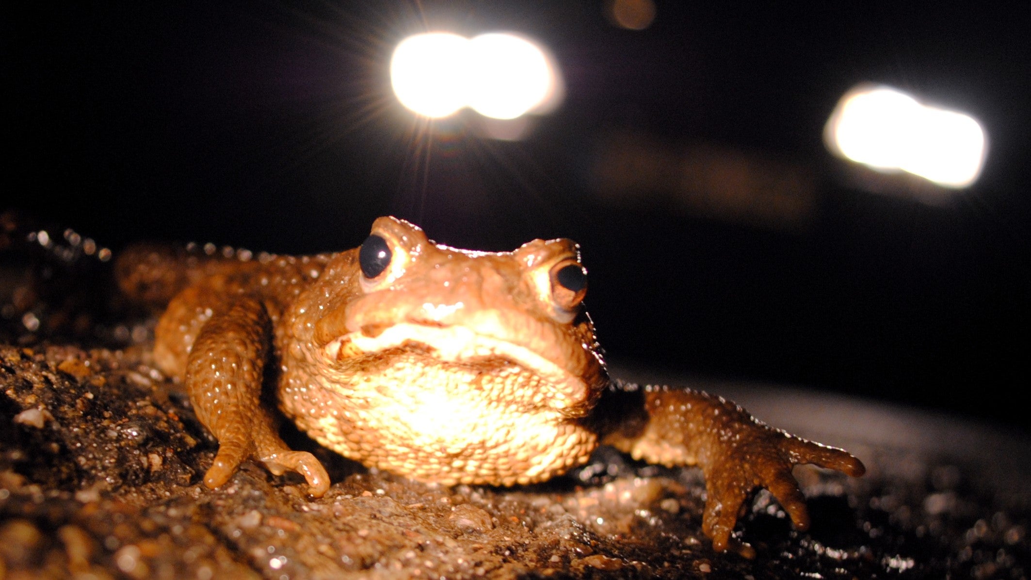 Die Kröten kommen – Hier sollten Sie ab jetzt vorsichtig fahren | The ...