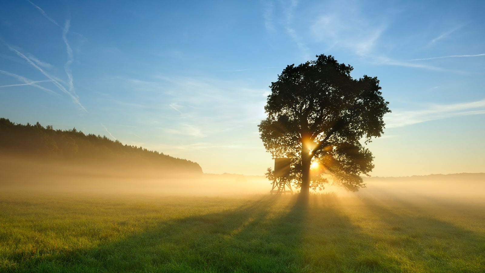 Sie braucht nur Sonne und Schwänze Sie braucht nur Sonne und Schwänze