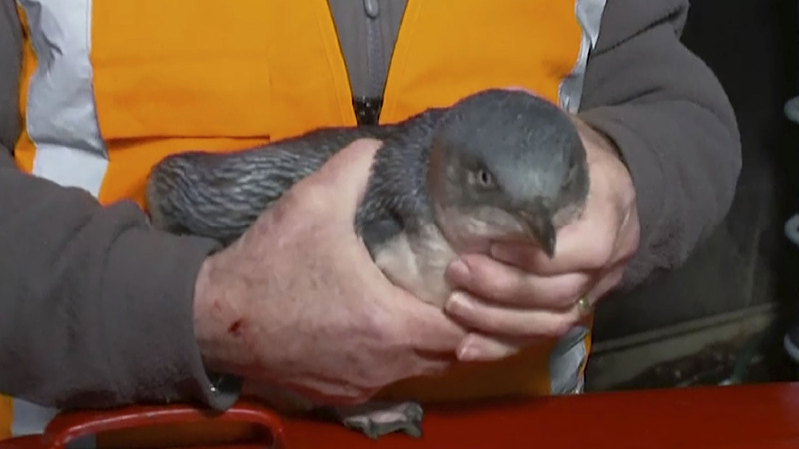 Renitente Pinguine belagern Sushi-Bar – und rufen Polizei auf den Plan