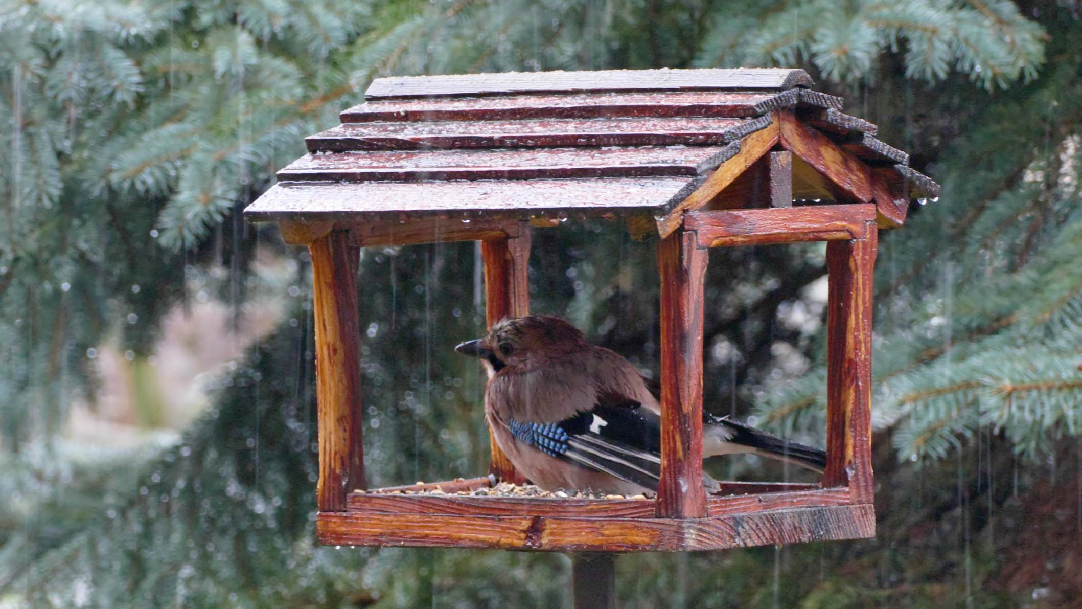Der große Wochenausblick Nasskaltes Schmuddelwetter