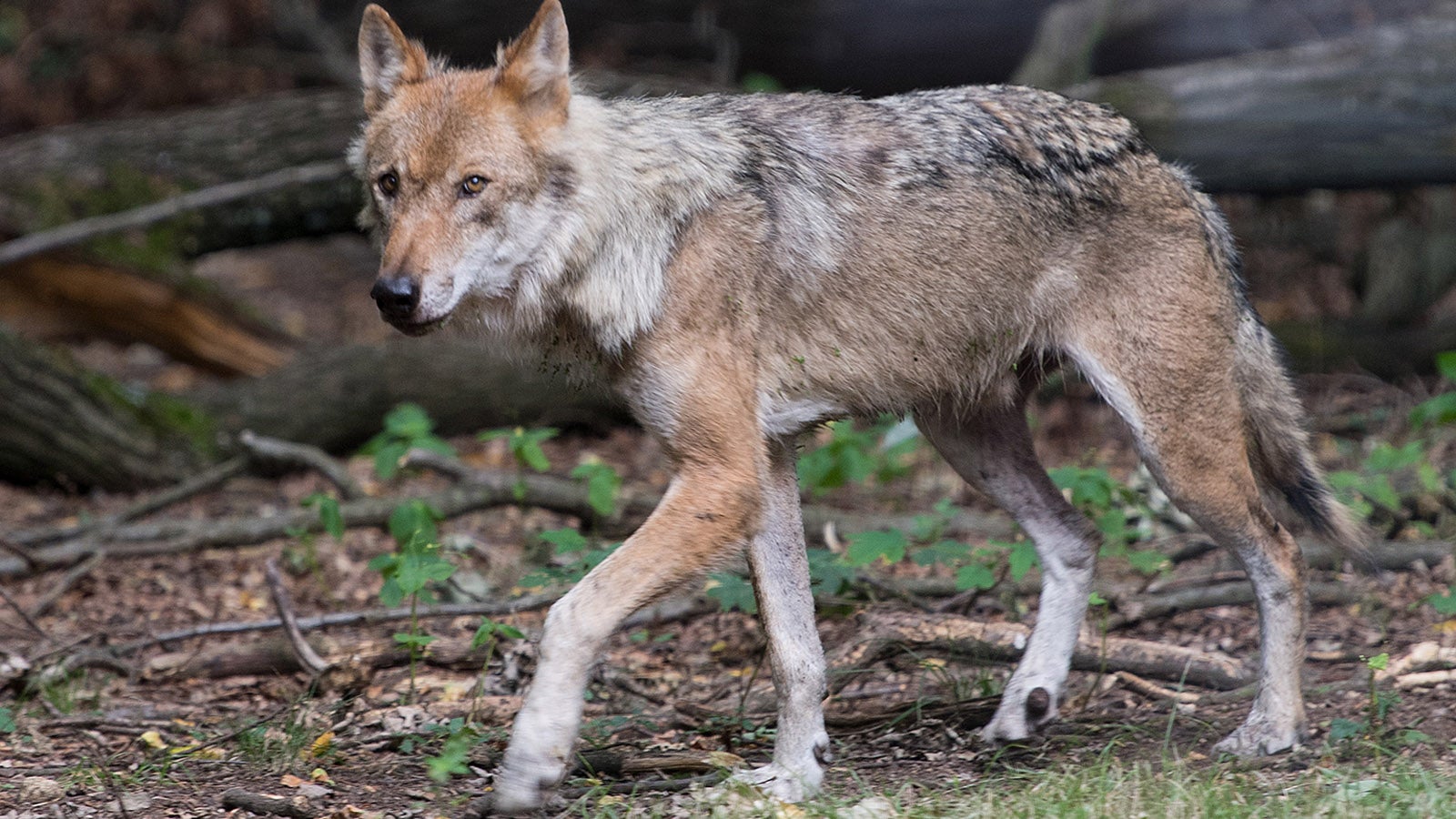 Die WerwГ¶lfe Von DГјsterwald Karten Die WerwГ¶lfe Von DГјsterwald Karten
