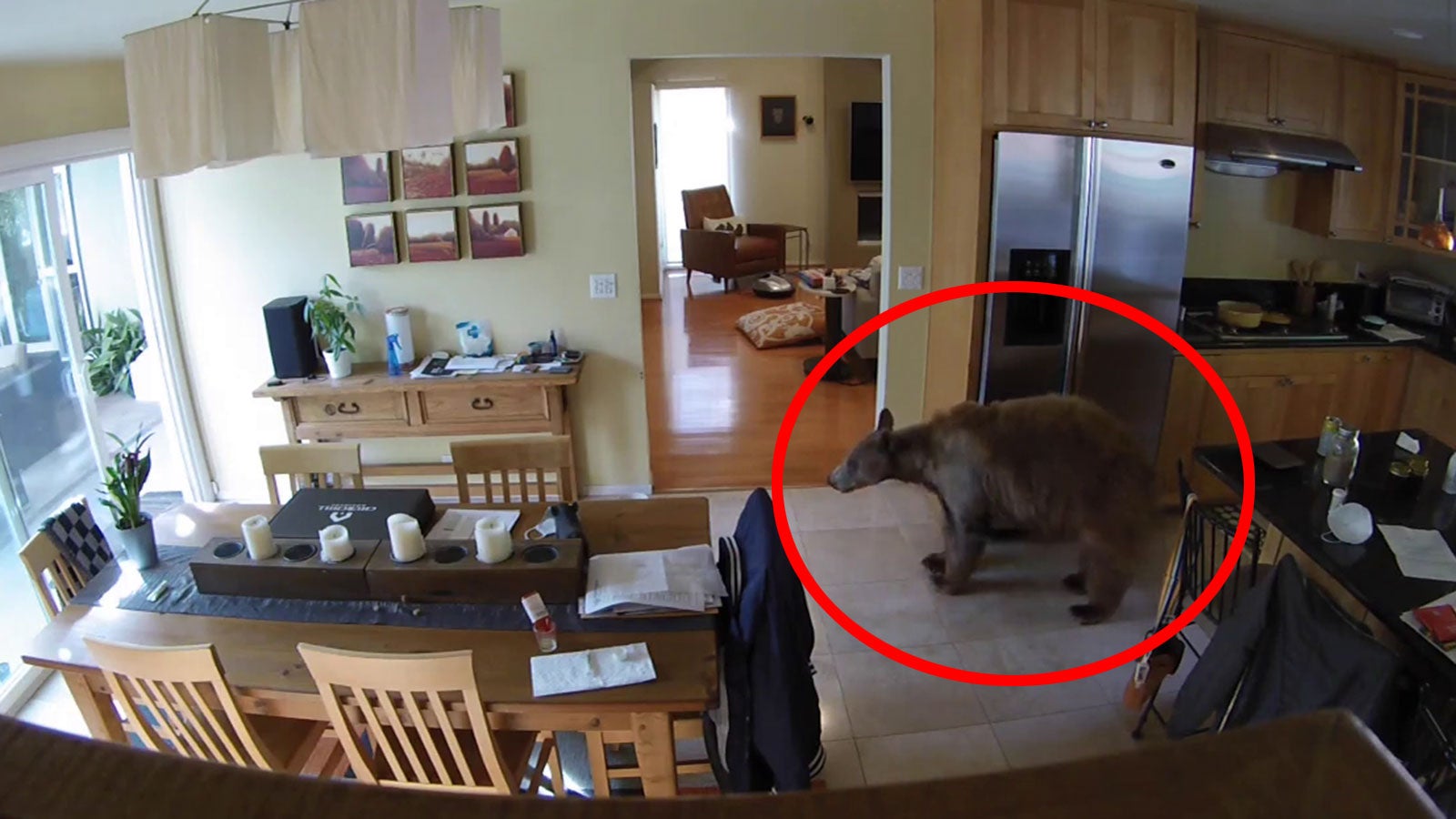 Kleine Terrier vs. Großer Bär: Wer scheucht wen aus dem Haus? - Videos ...