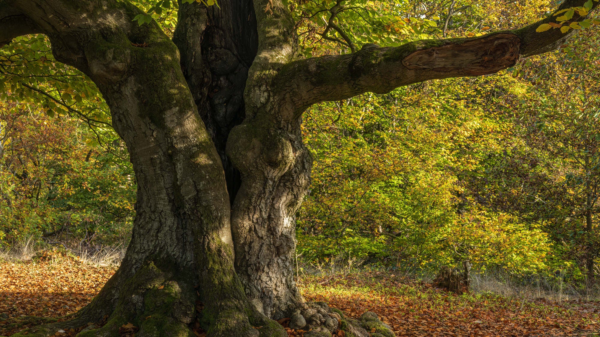 Laubbäume fallen plötzlich um Dürre zeigt Konsequenzen