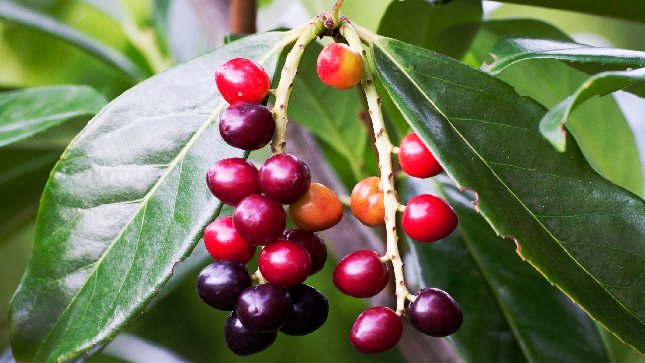 Kirschlorbeeren sind beliebte Gartengewchse - aber schaden der Umwelt |  Weather.com