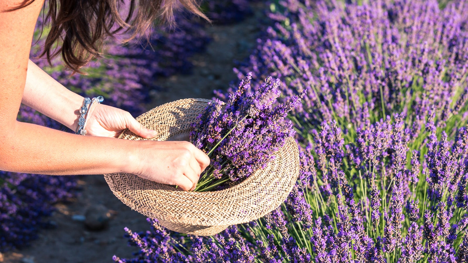 Lavendel-Pflege: Tipps zum richtigen Gieen, Schneiden und Standortwahl |  Weather.com