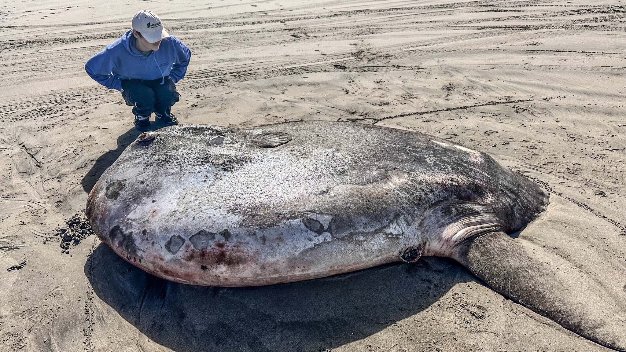 Riesen-Fisch ist größer als Dirk Nowitzki - Videos from The Weather Channel...