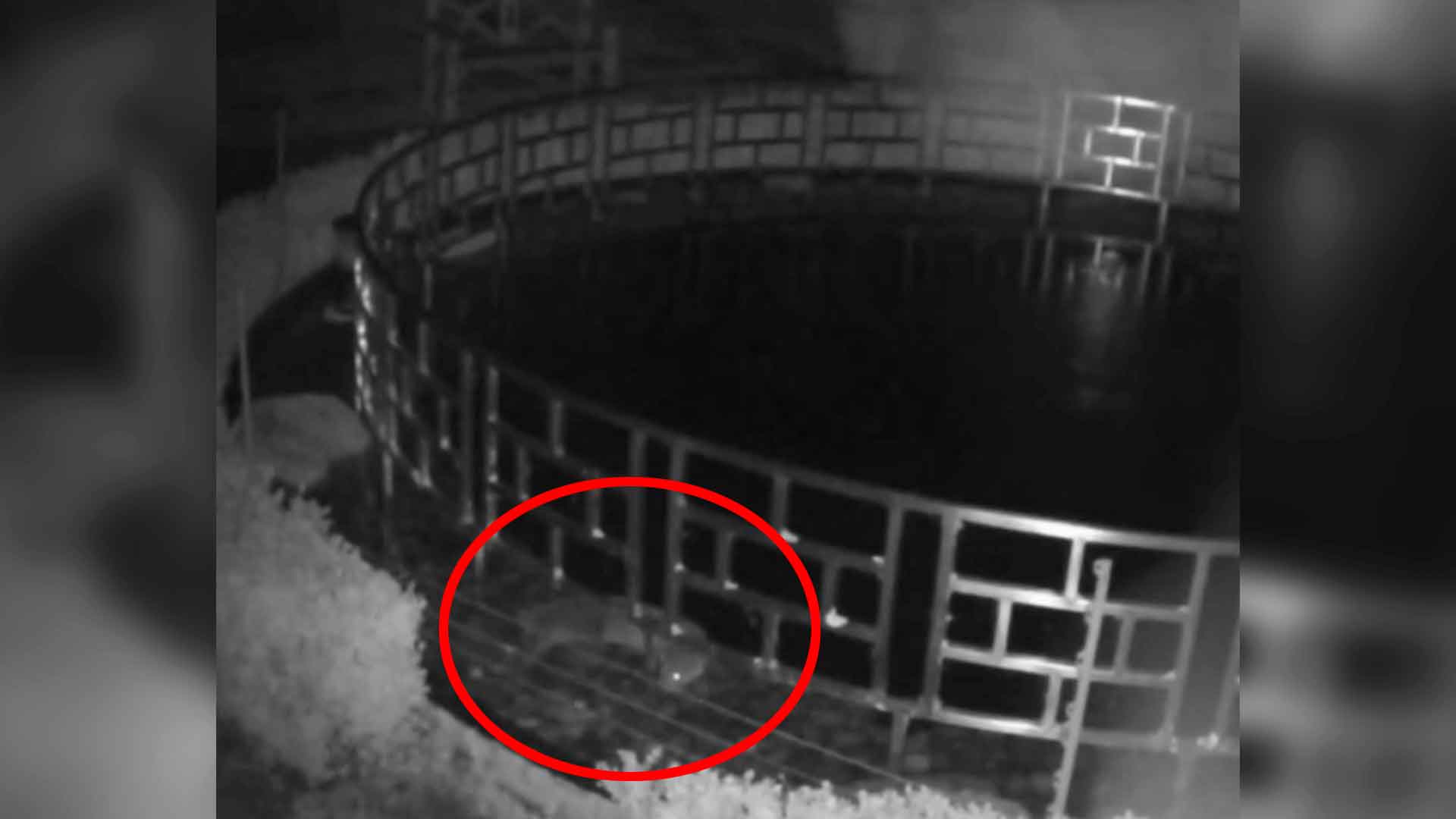 Otter plündert KoiTeich 120.000€ Schaden Videos from The Weather