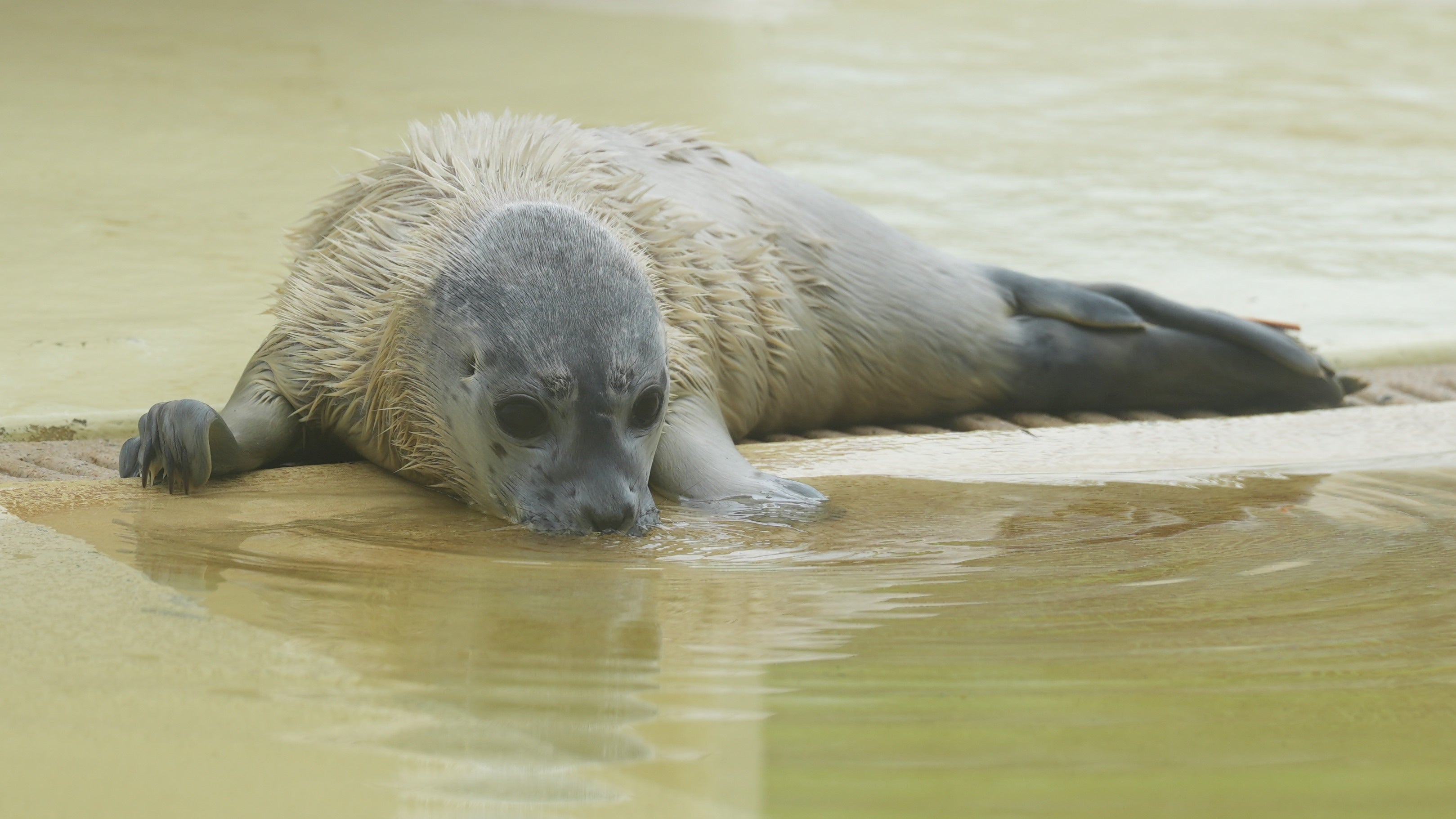 Hat die BabyRobbe seine Mutter verloren? Was man als Laie tun kann