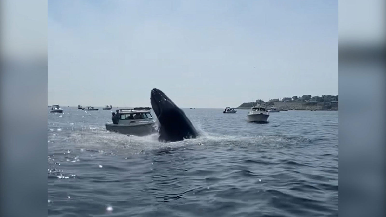 Wal schießt aus dem Wasser und knallt auf Boot - Videos from The ...