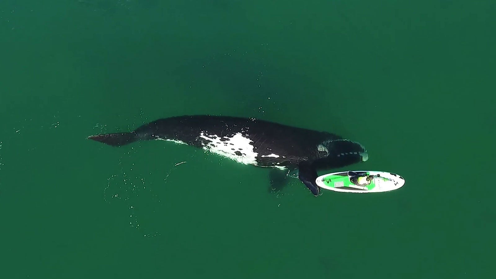 Riesiger Wal gibt StandUpPaddler einen Schubs Videos from The