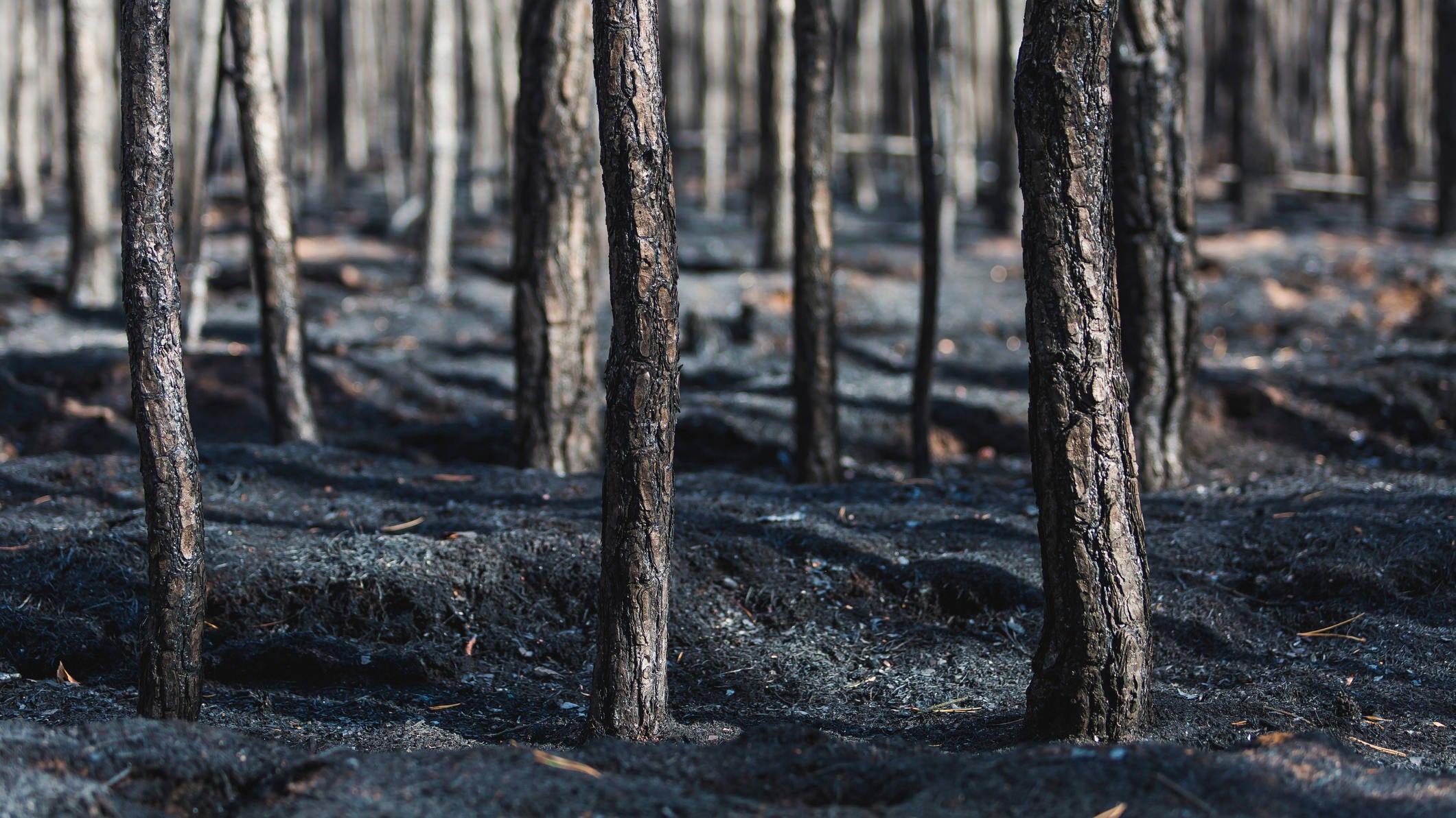 Waldbrandgefahr im Osten SachsenAnhalts dramatisch erhöht
