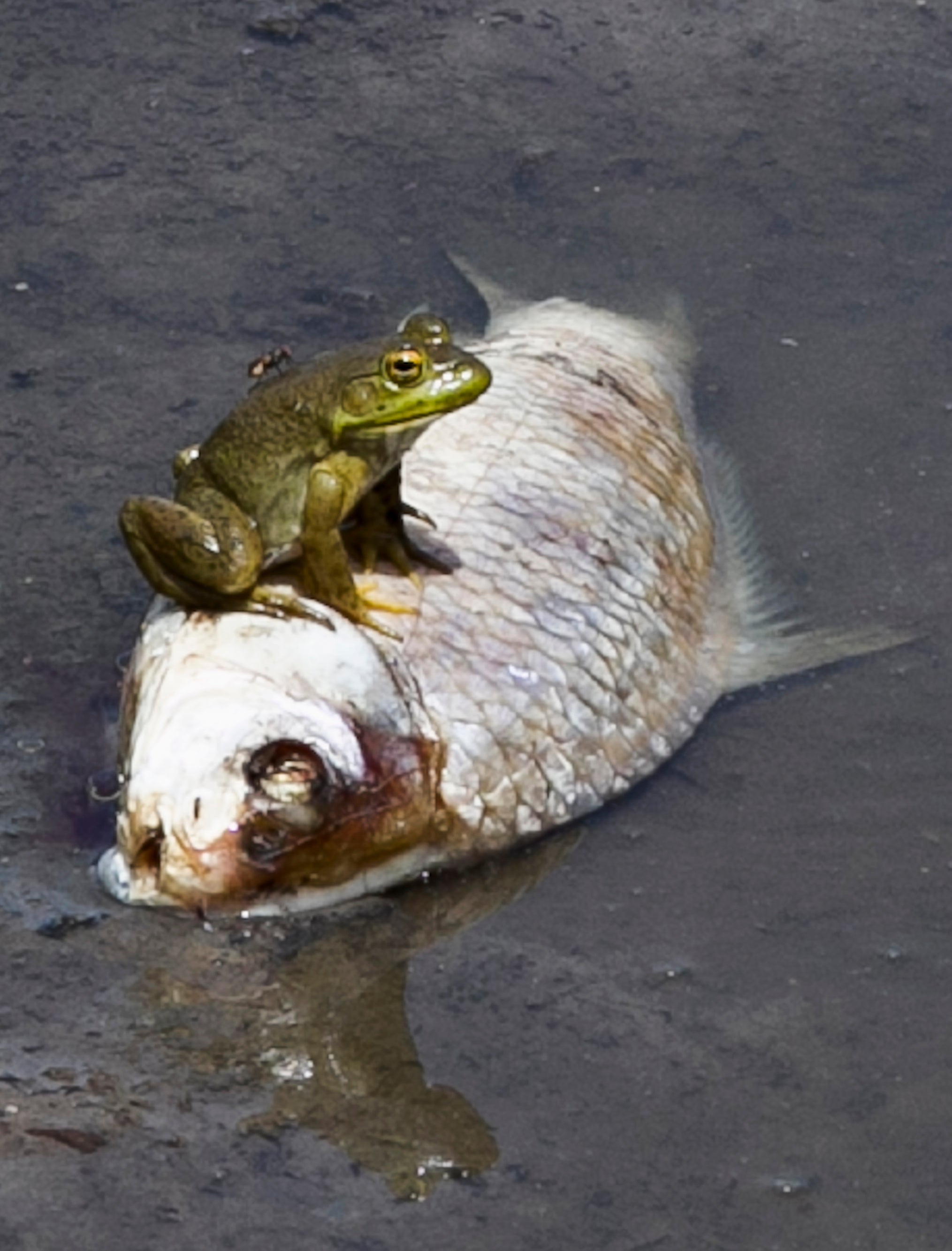 Heat Kills Fish in Midwest