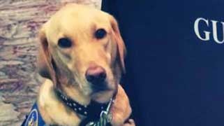 Police Dog Dies After Being Left in Patrol Car in Gulf Shores, Alabama ...