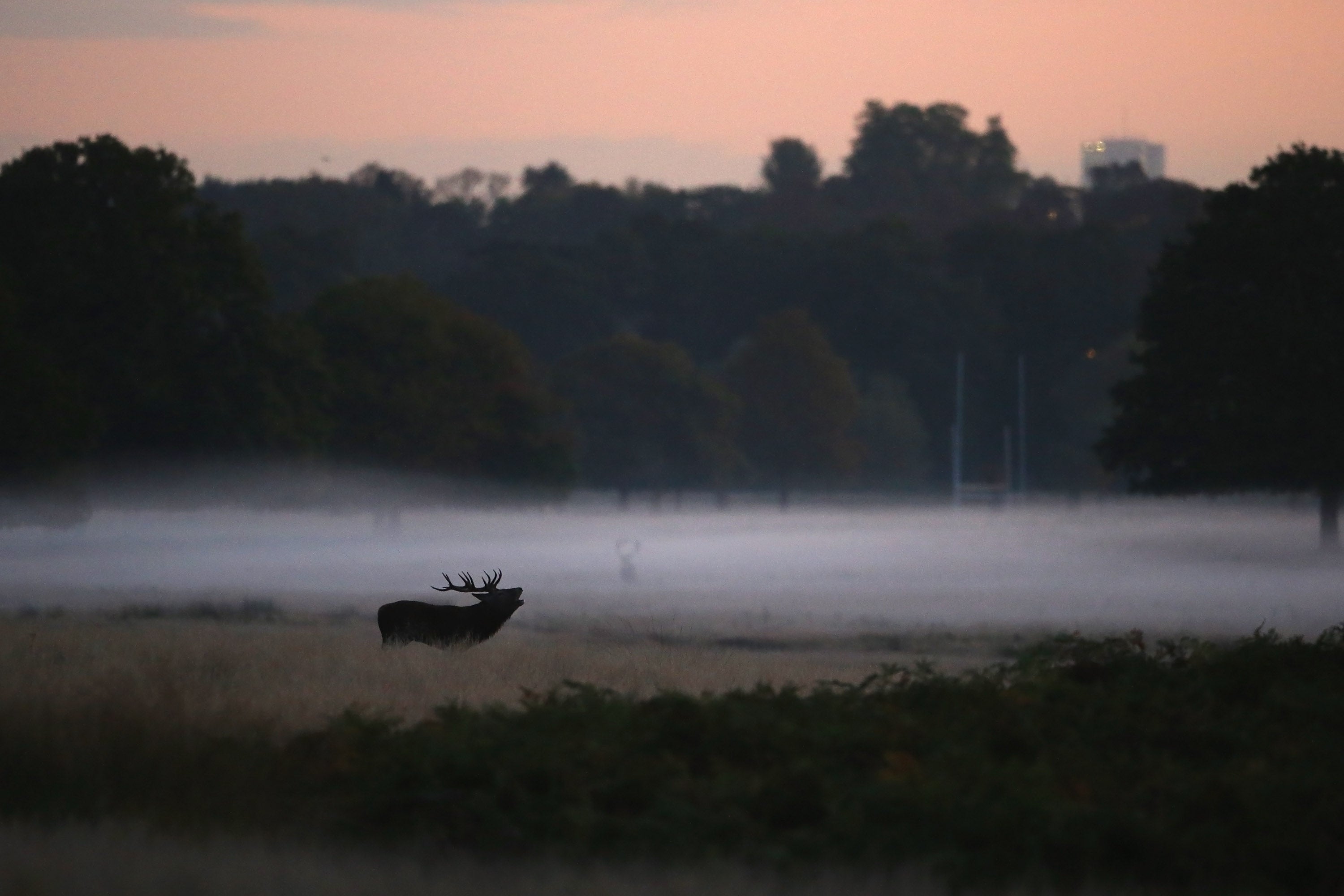 More Than 8,000 Mich. Deer Dead From Disease The Weather Channel