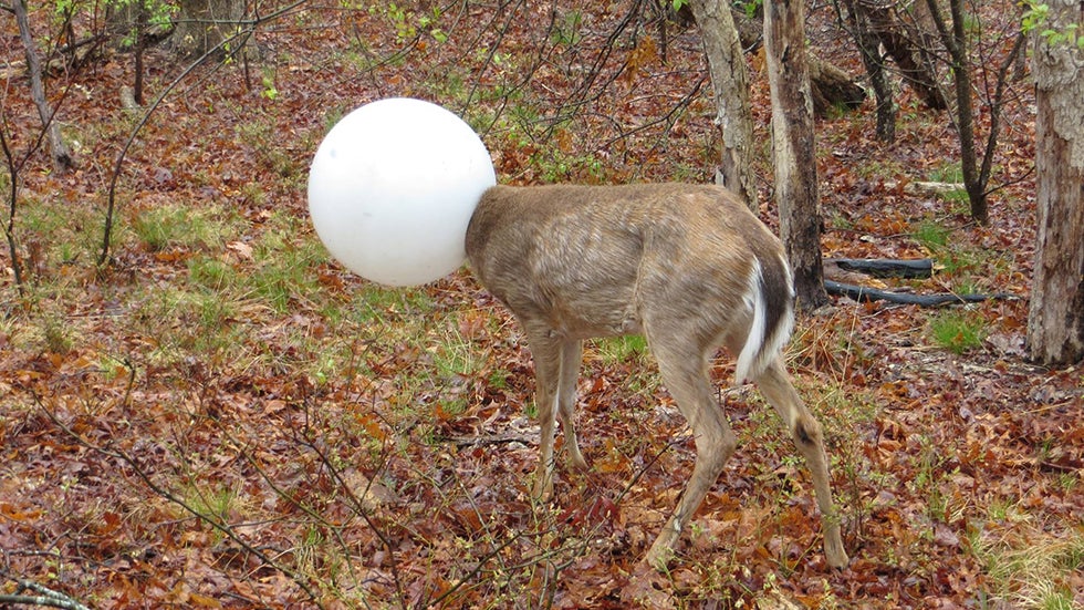 Long Island Officials Rescue Deer Literally Caught in Head Light The