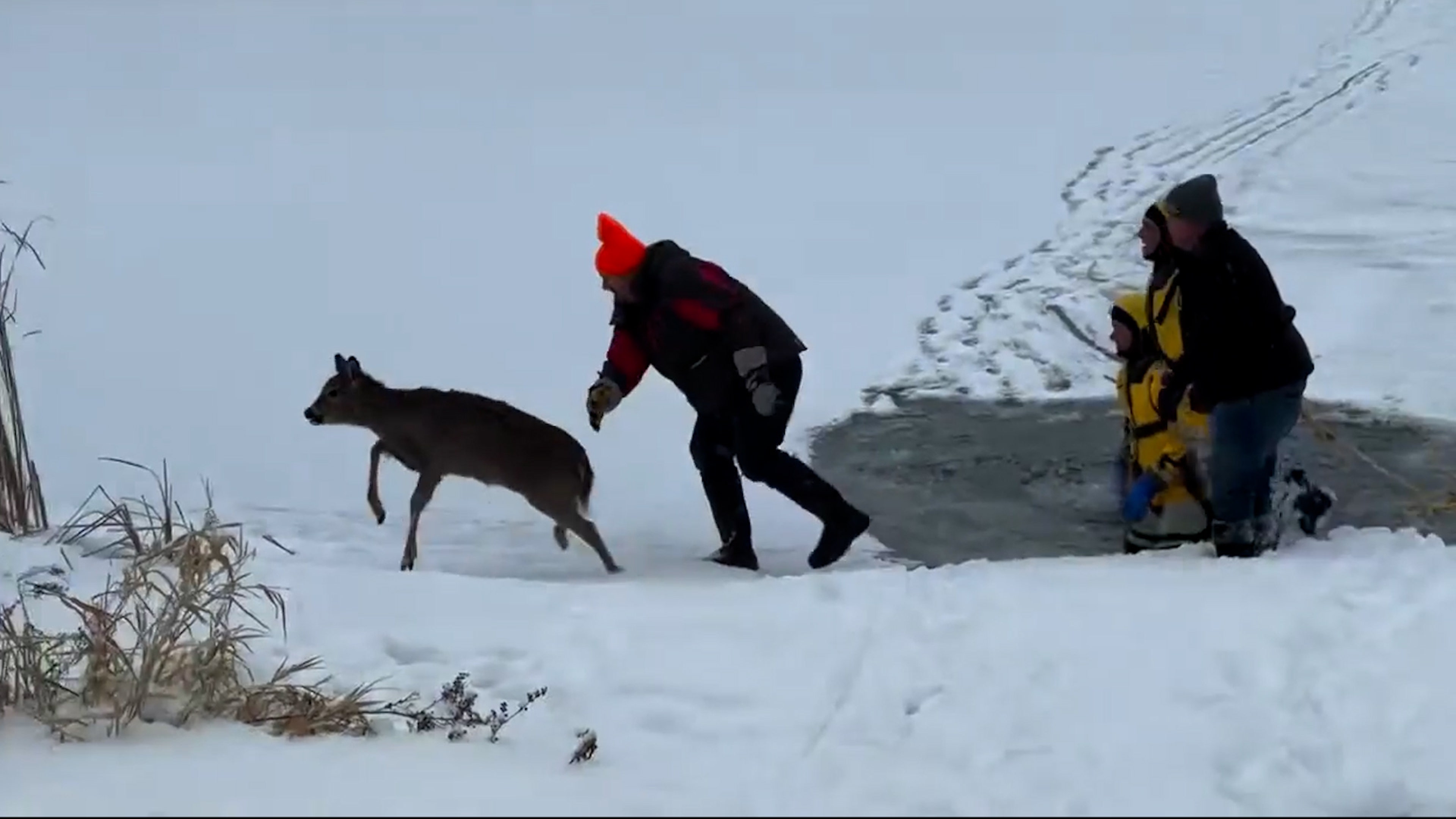 Deer Rescued From Frozen Lake In Minnesota