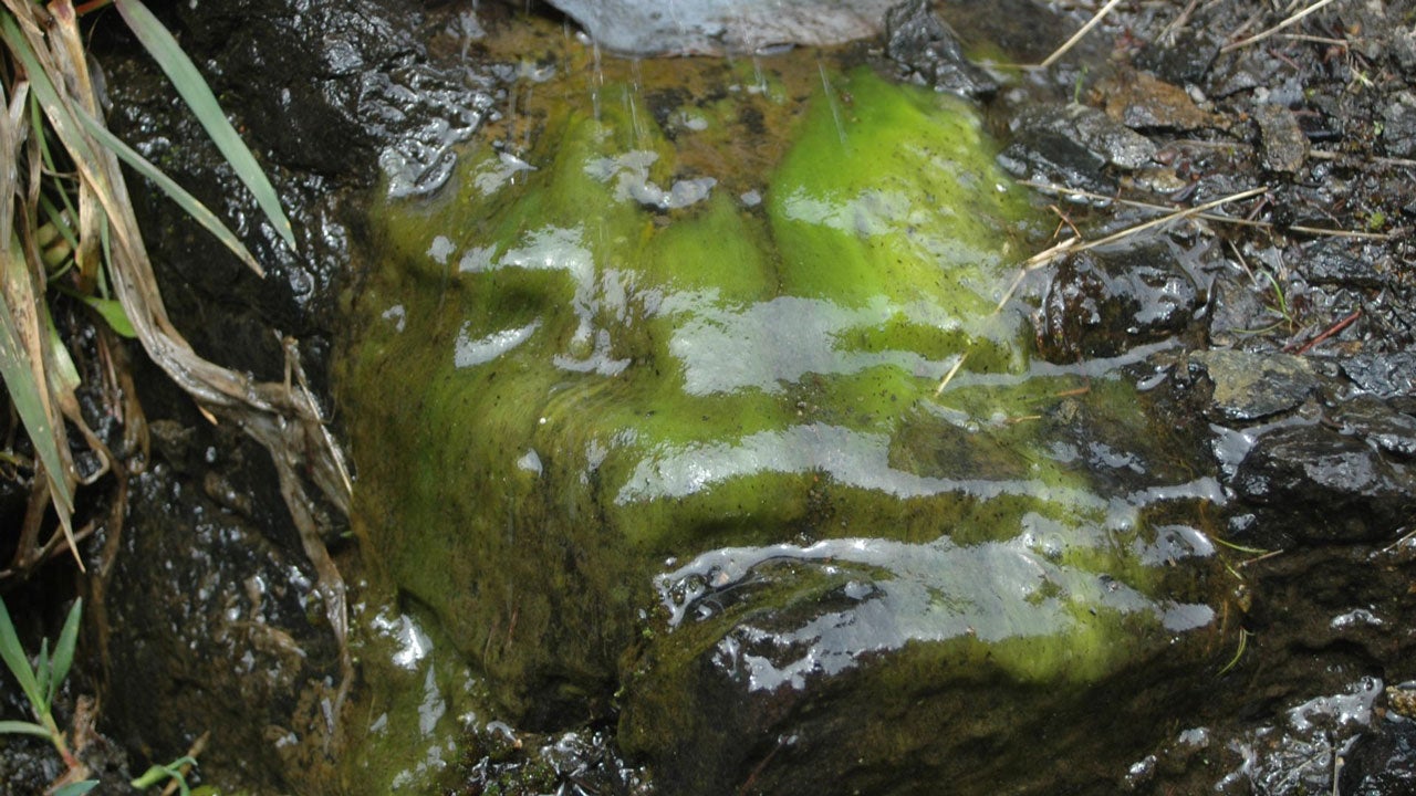 This Greenish Slime Is Clogging Up Rivers Worldwide, And Global Warming