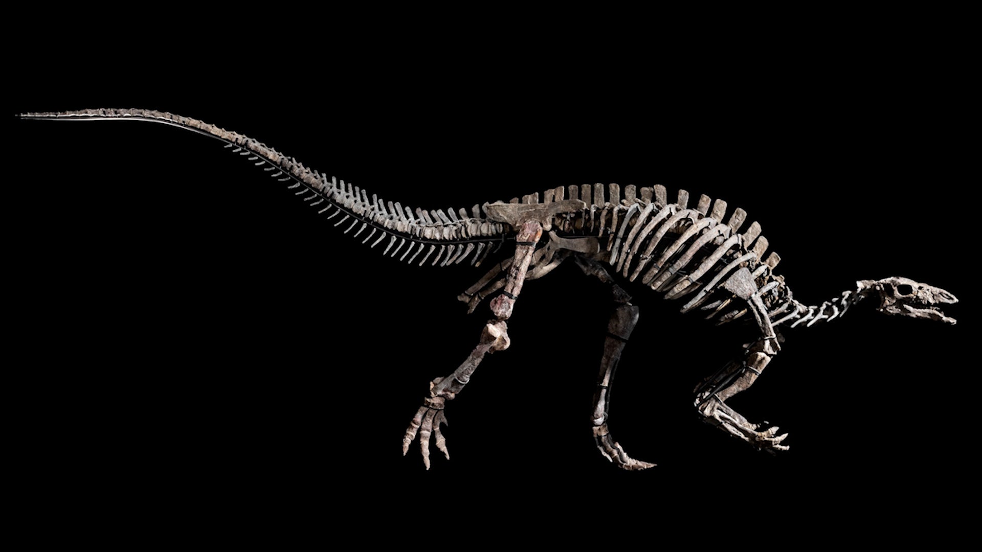 Rare Dinosaur Skeleton Expected To Fetch $1 Million-Plus