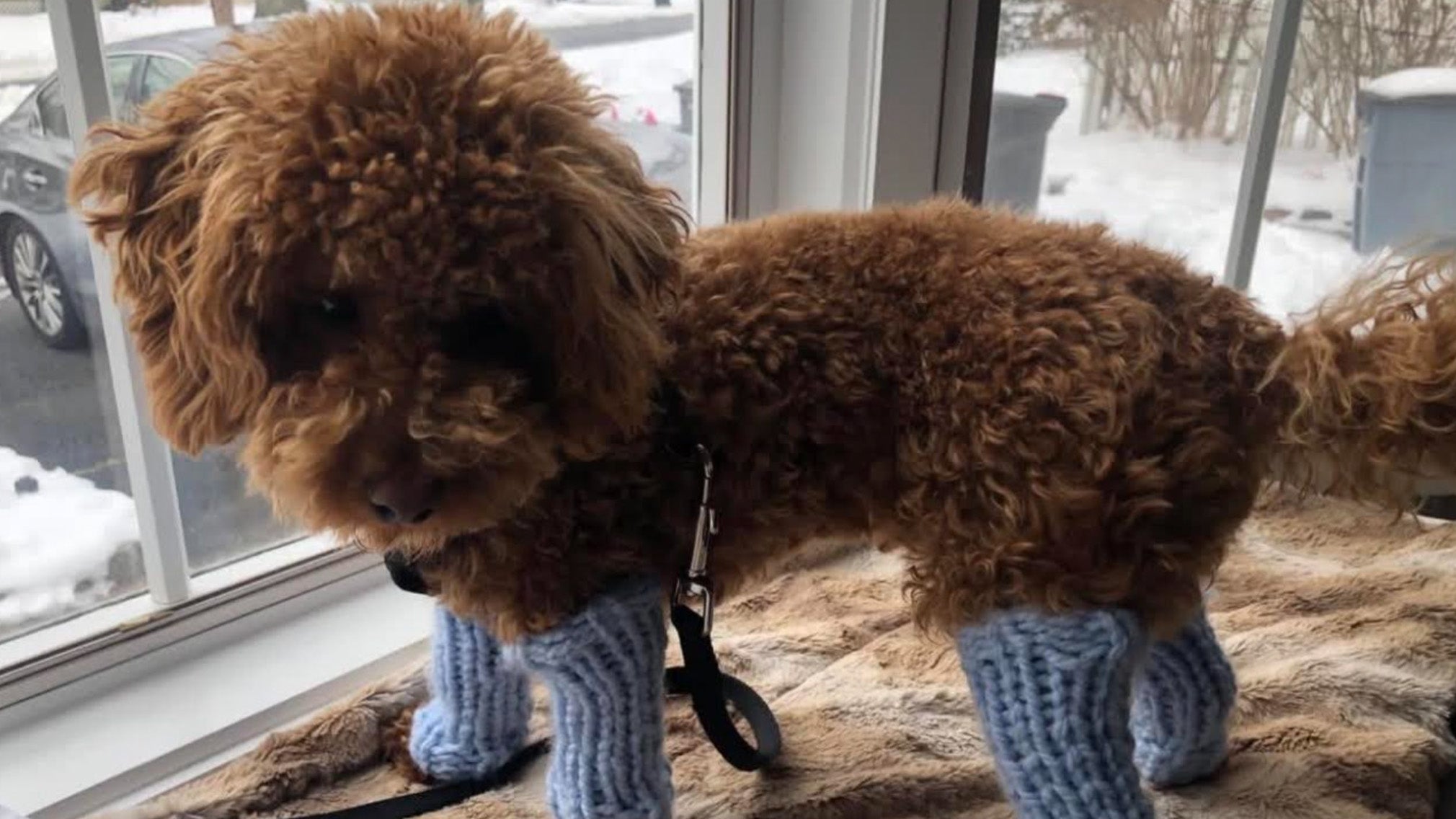 Weather Buddies: 'Doc'