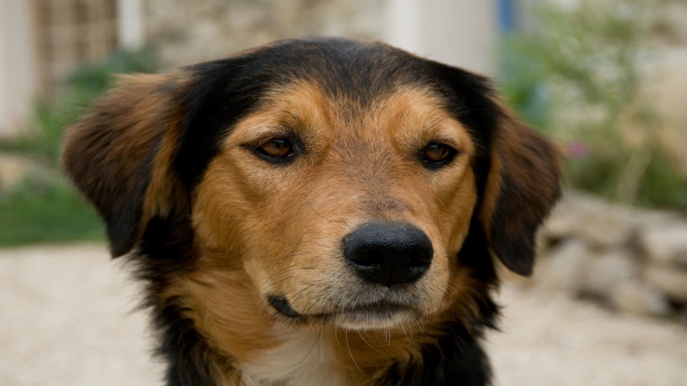 Dealing with Dogs with Fears of Thunder, Sounds, or Noises 