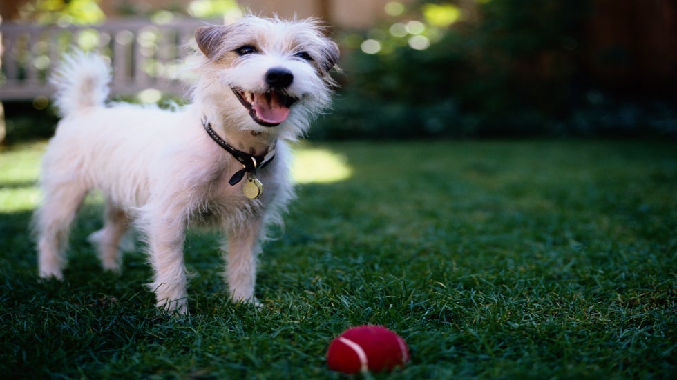 What the Heat Can Mean to Your Dog - Heat Stroke Can Be Fatal. Find out!