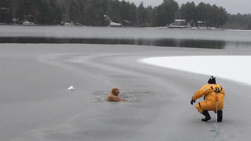 Waterboro Fire Department Rescues Golden Retriever From Frozen Maine Lake