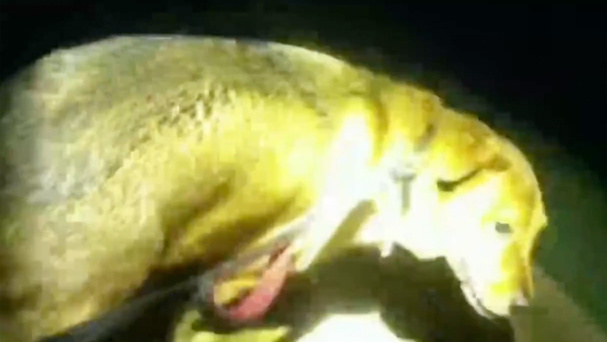 Heroic Dog Named Eeyore Guides Deputy To Fallen Elderly Woman