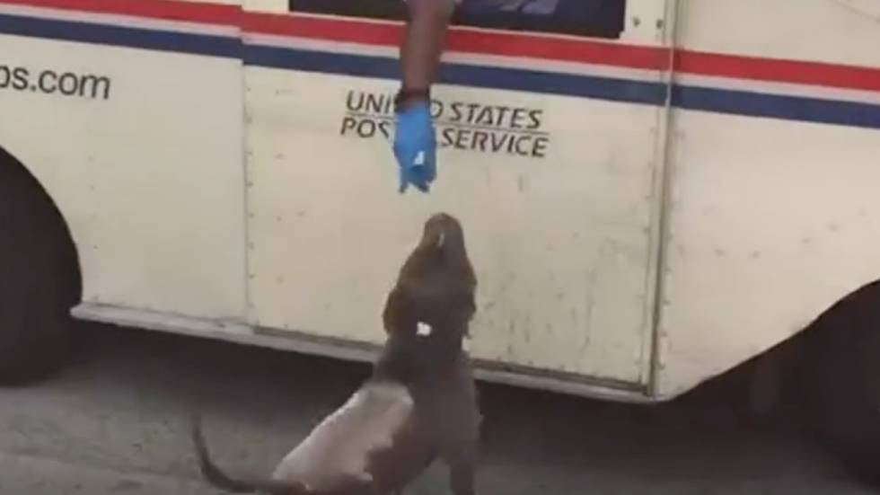 5,300 Postal Workers Attacked By Dogs In 2022