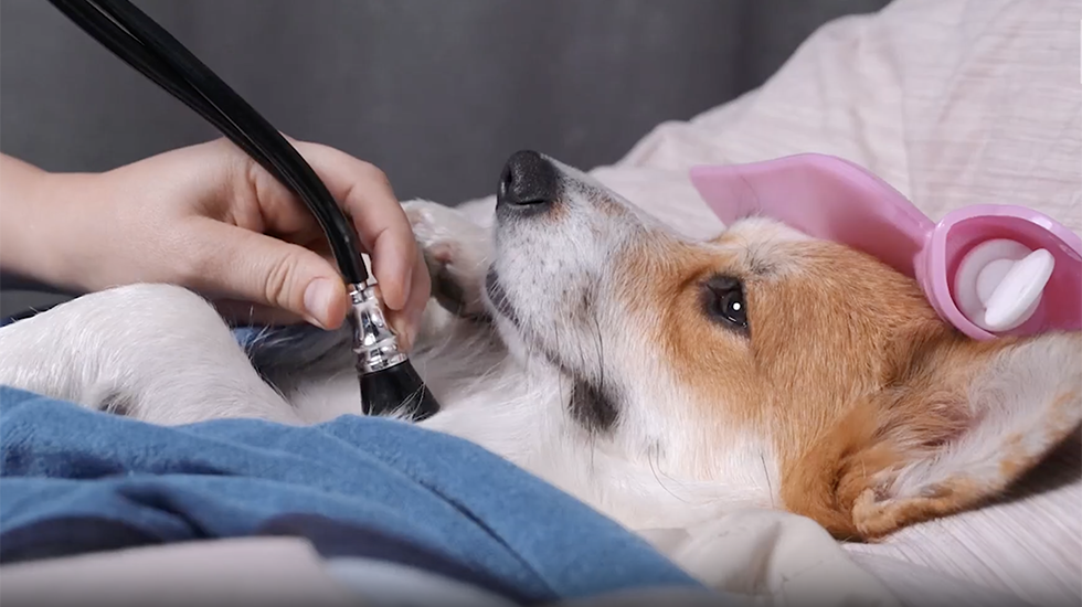 7 Facts To Keep Your Pup Safe From Dog Flu