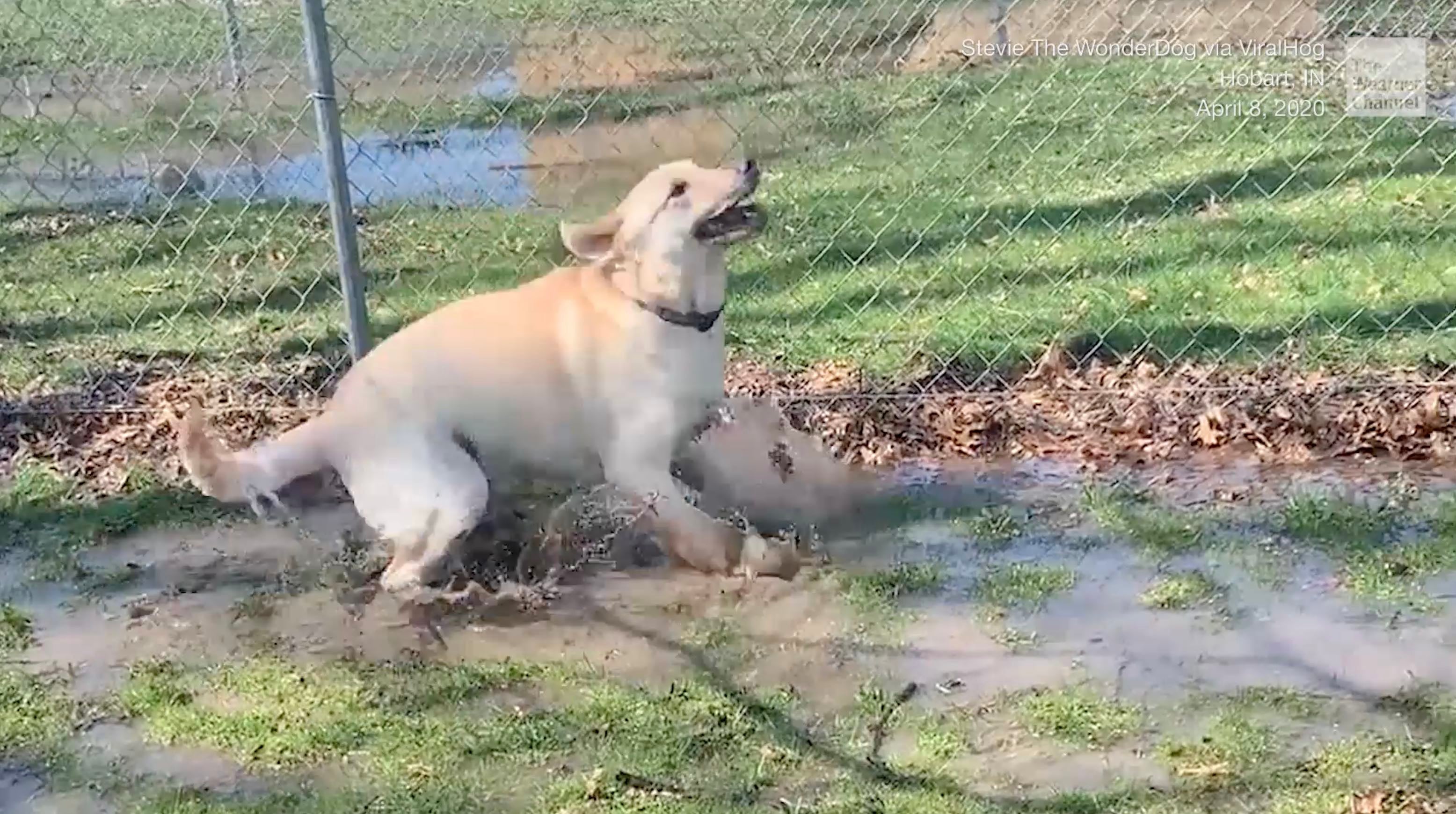 Dog Splashing in Puddle Is What Pure Joy Looks Like The Weather Channel