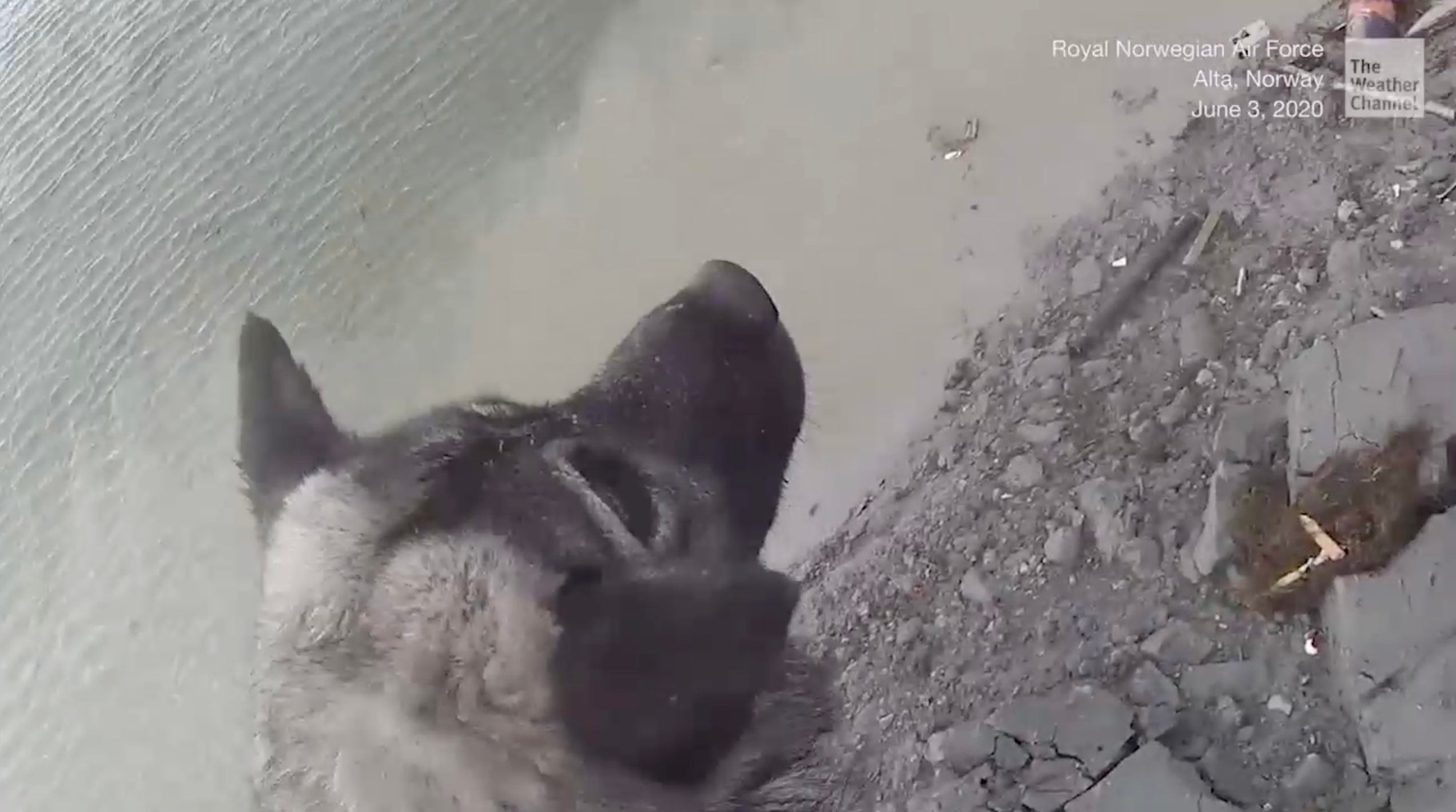 Play with your Pet from Anywhere!