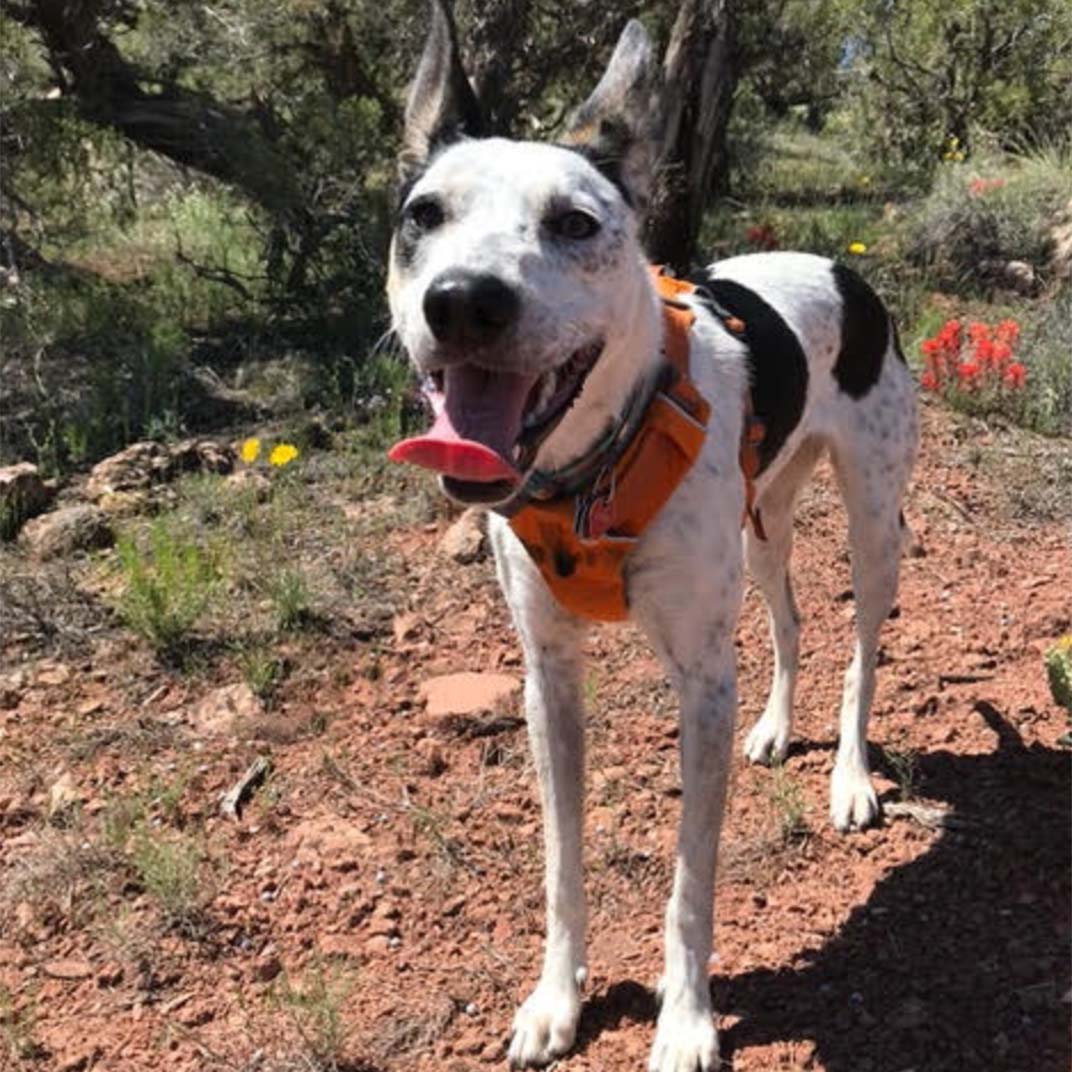 Weather Buddies: 'Gunni'