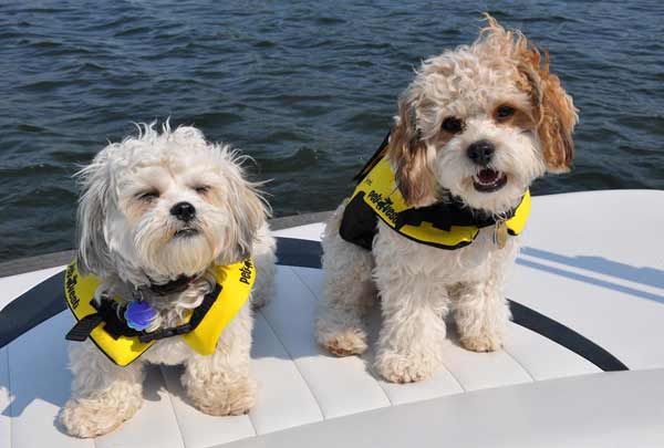 Playful Pets Outdoors