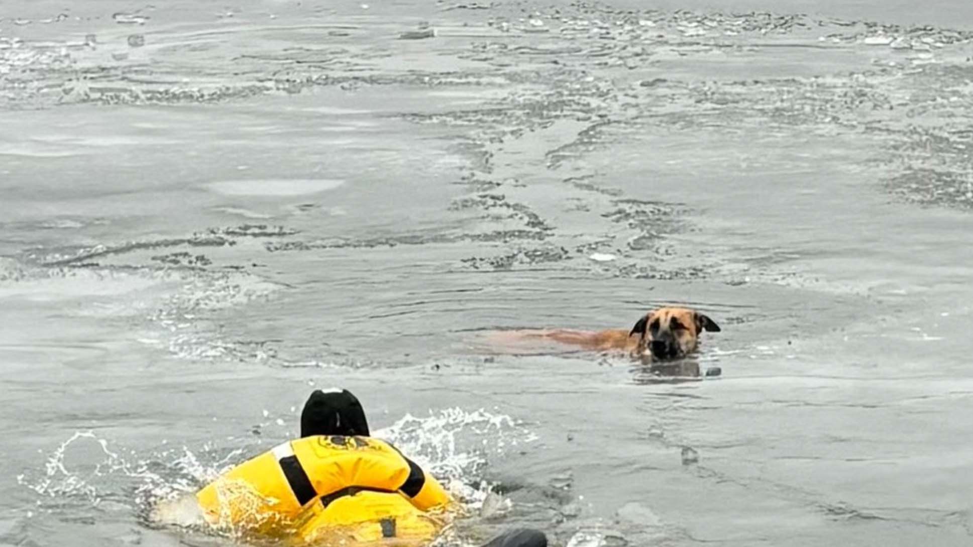 Dog, Deer Rescued After Falling Through Thin Ice