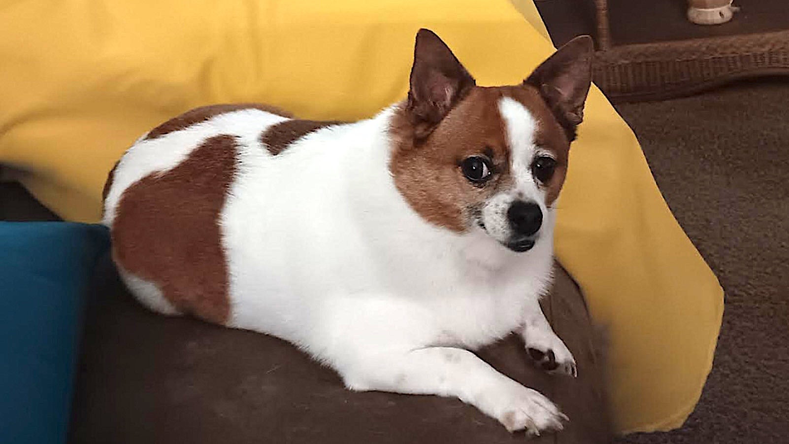 Weather Buddies: 'Samson'