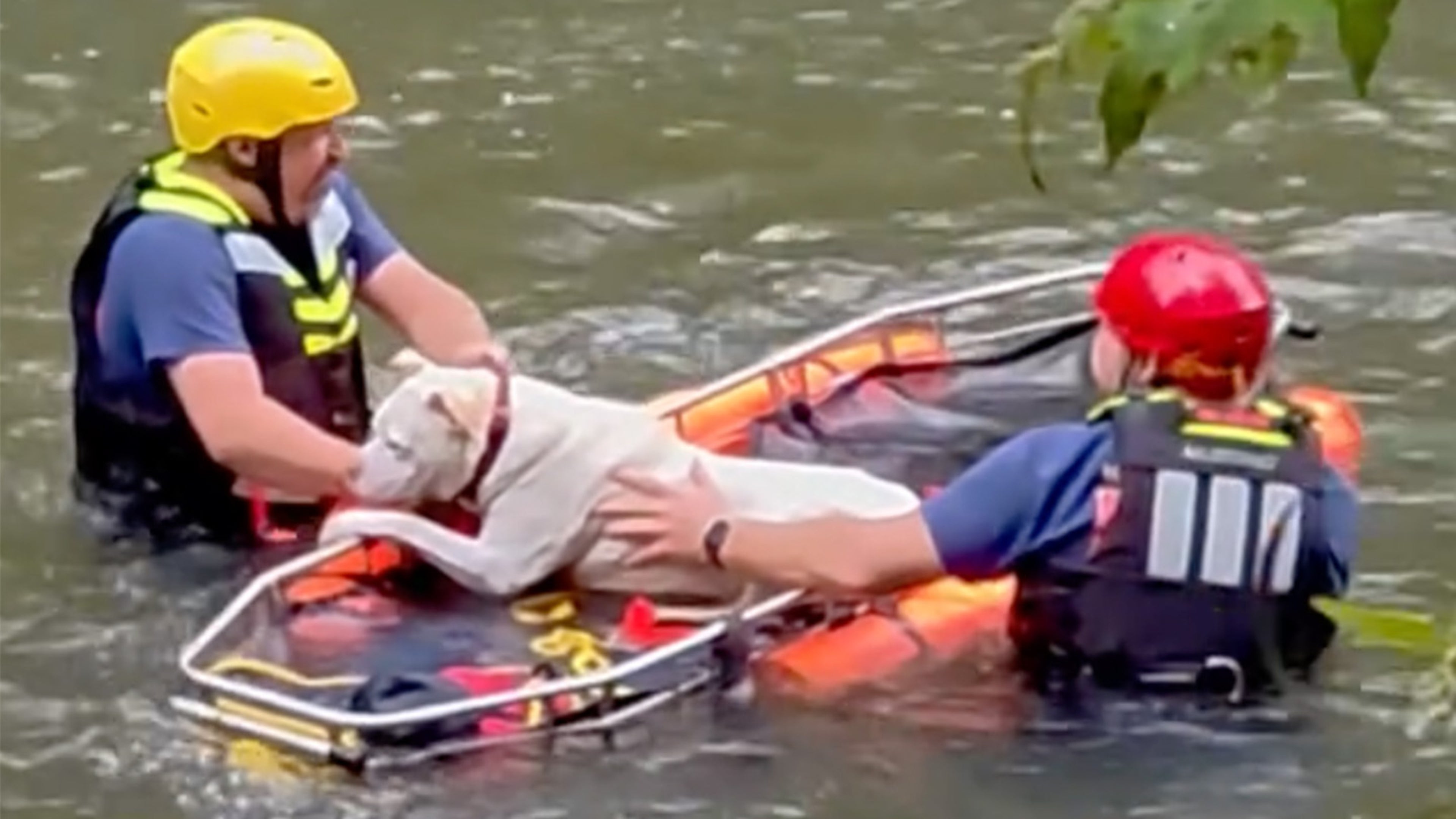 a white dog being rescued from a river
