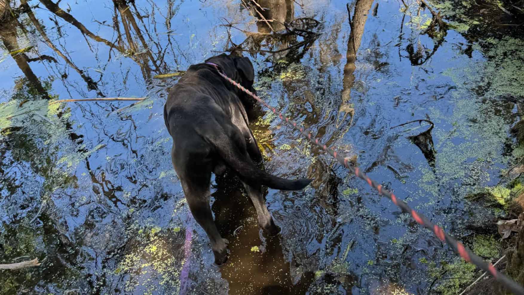A rescued black dog. 