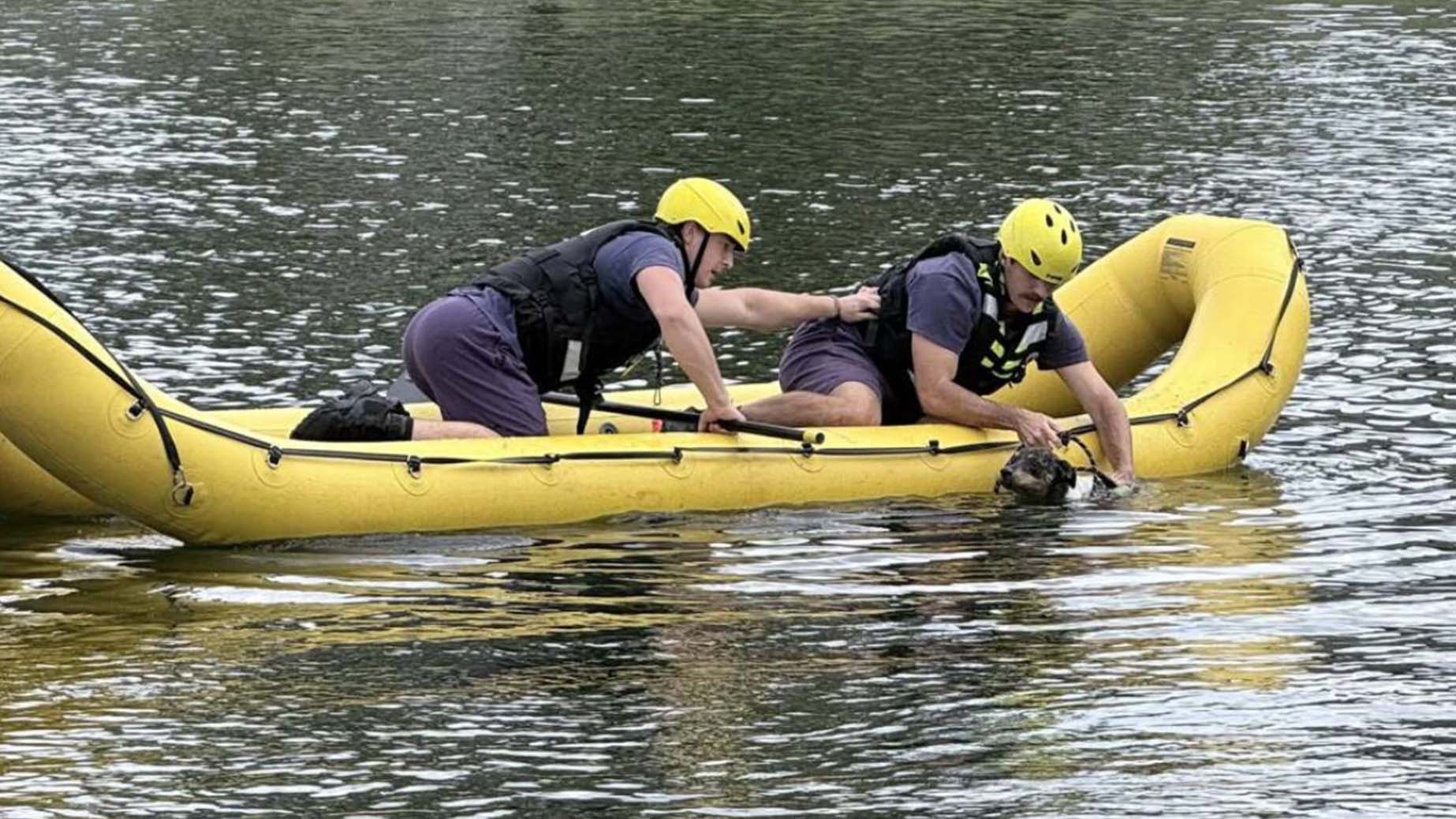 a dog being rescued from a pond