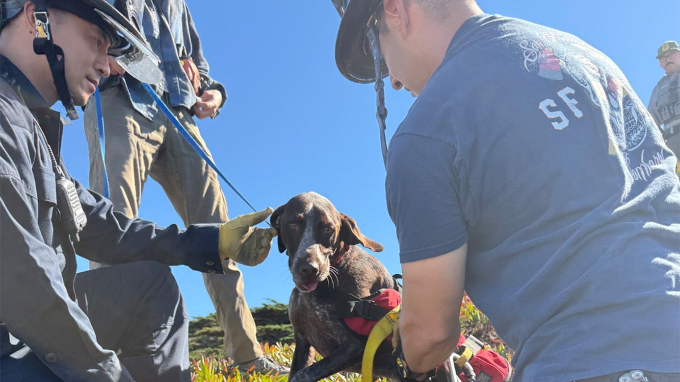 Dramatic Clifftop Rescue: Dog Saved After 40-Foot Fall At San Francisco's Fort Funston