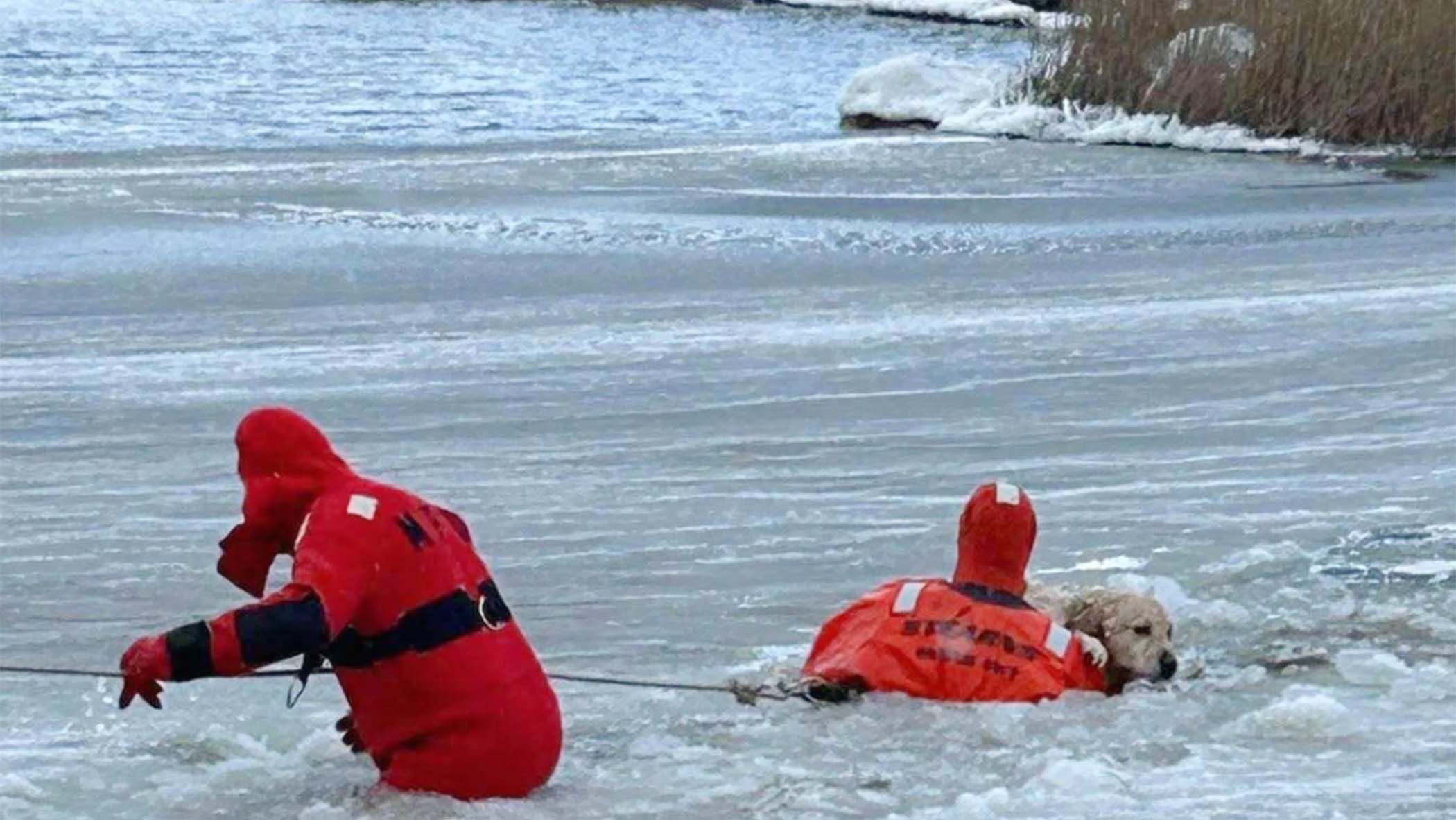 dog rescued from frozen pond