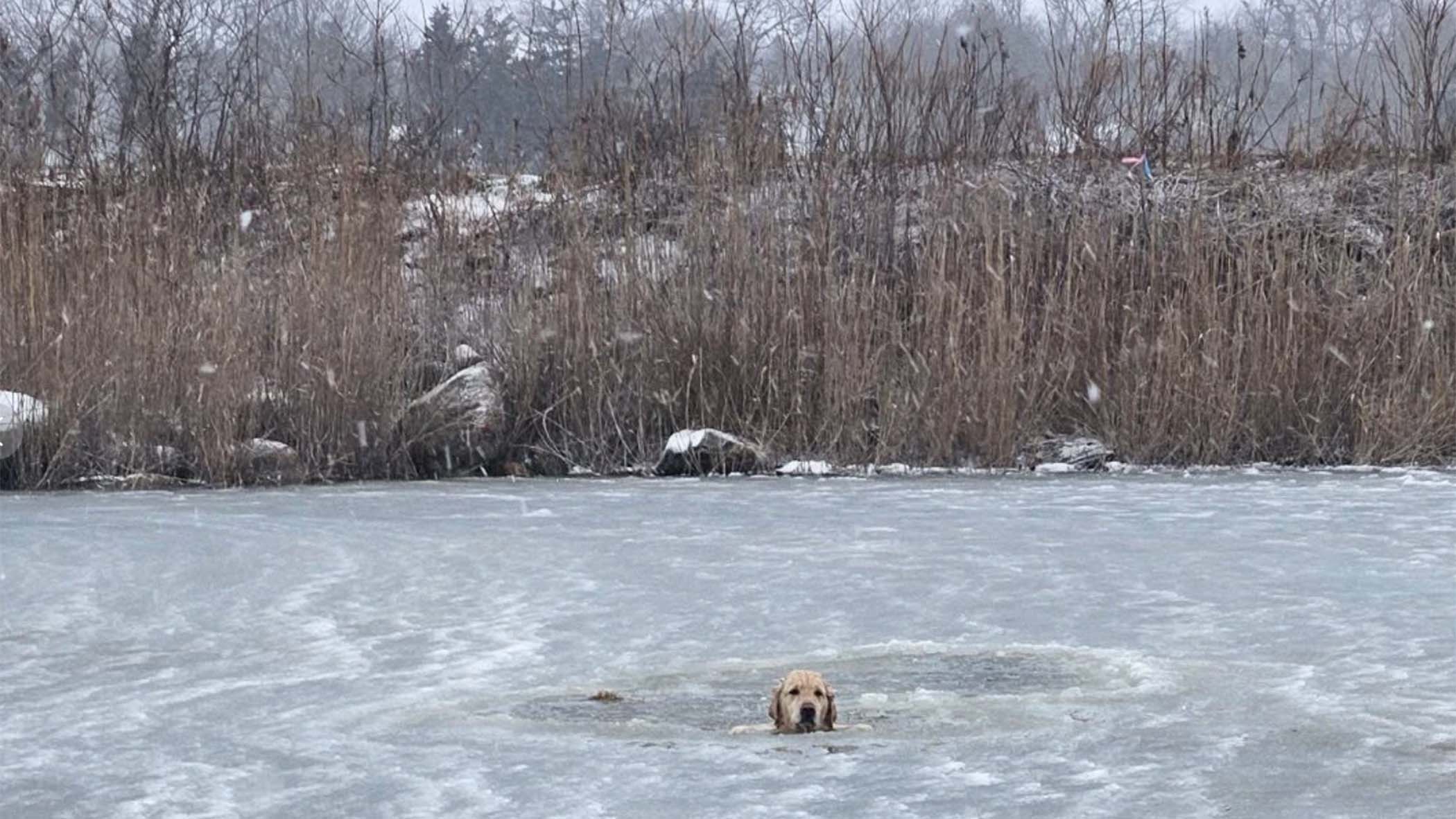 Rhode Island Firefighters Rescue A Yellow Lab From An Icy Pond On New Year&rsquo;s Day