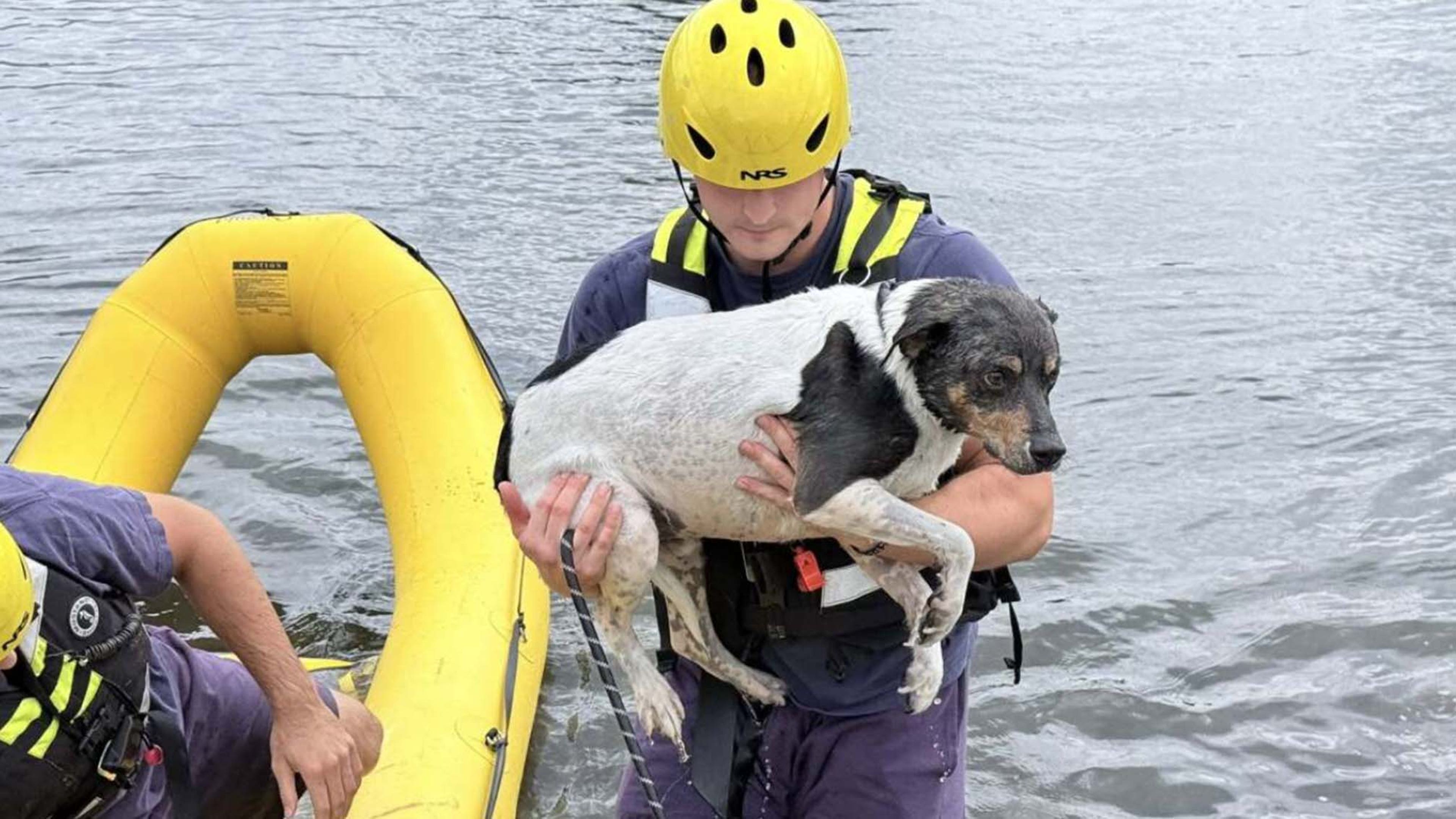 a dog being rescued from a pond