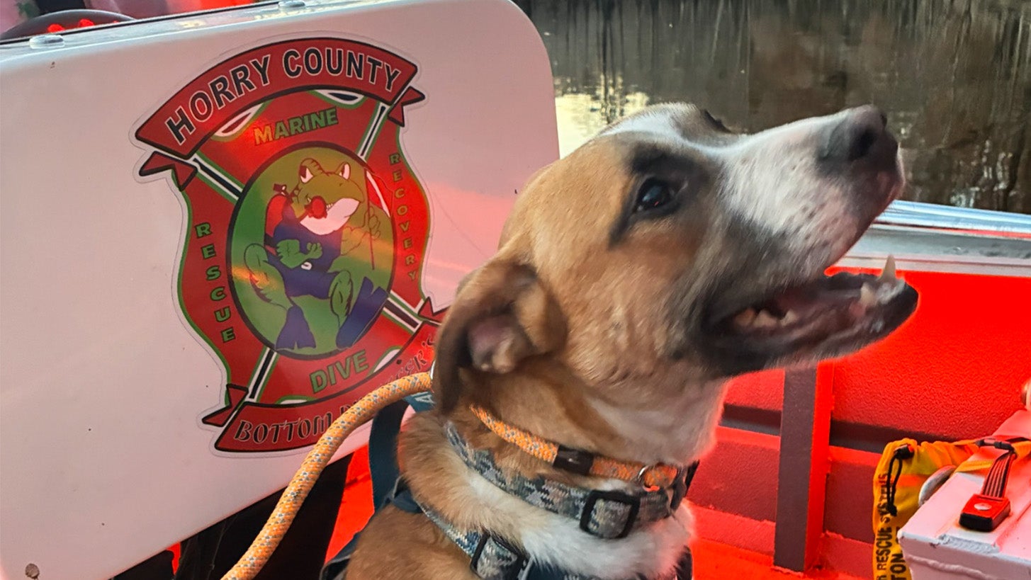 Dog Rescued From South Carolina River Island 